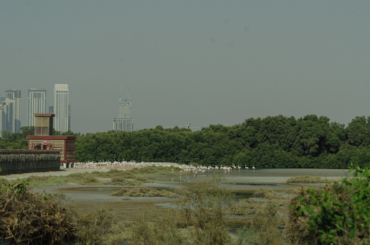 Превью Dubai 2022